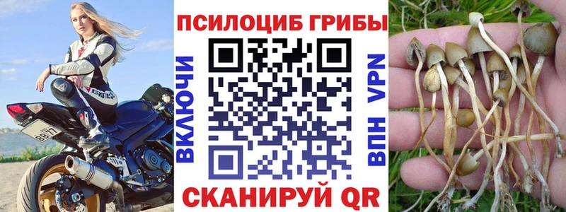 Купить где  Гай  Псилоцибиновые грибы GOLDEN TEACHER 